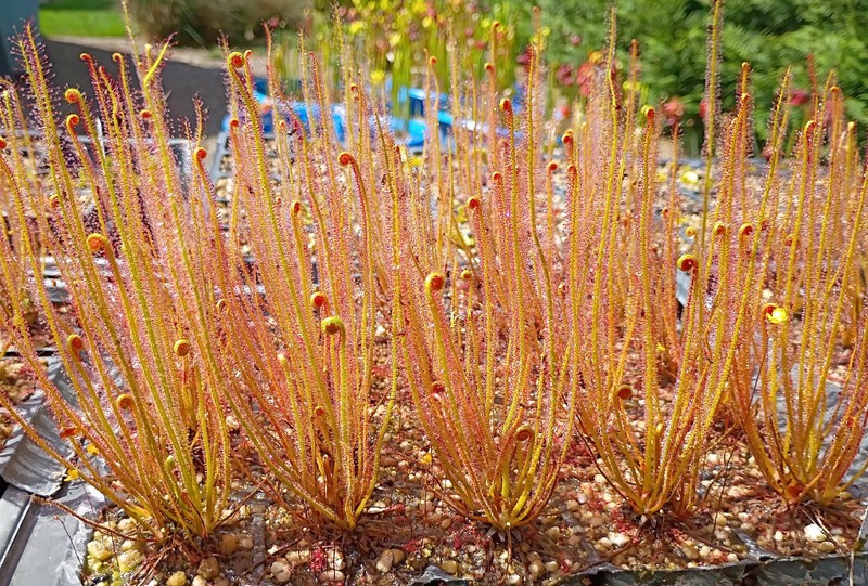 Drosera Filiformis gallery
