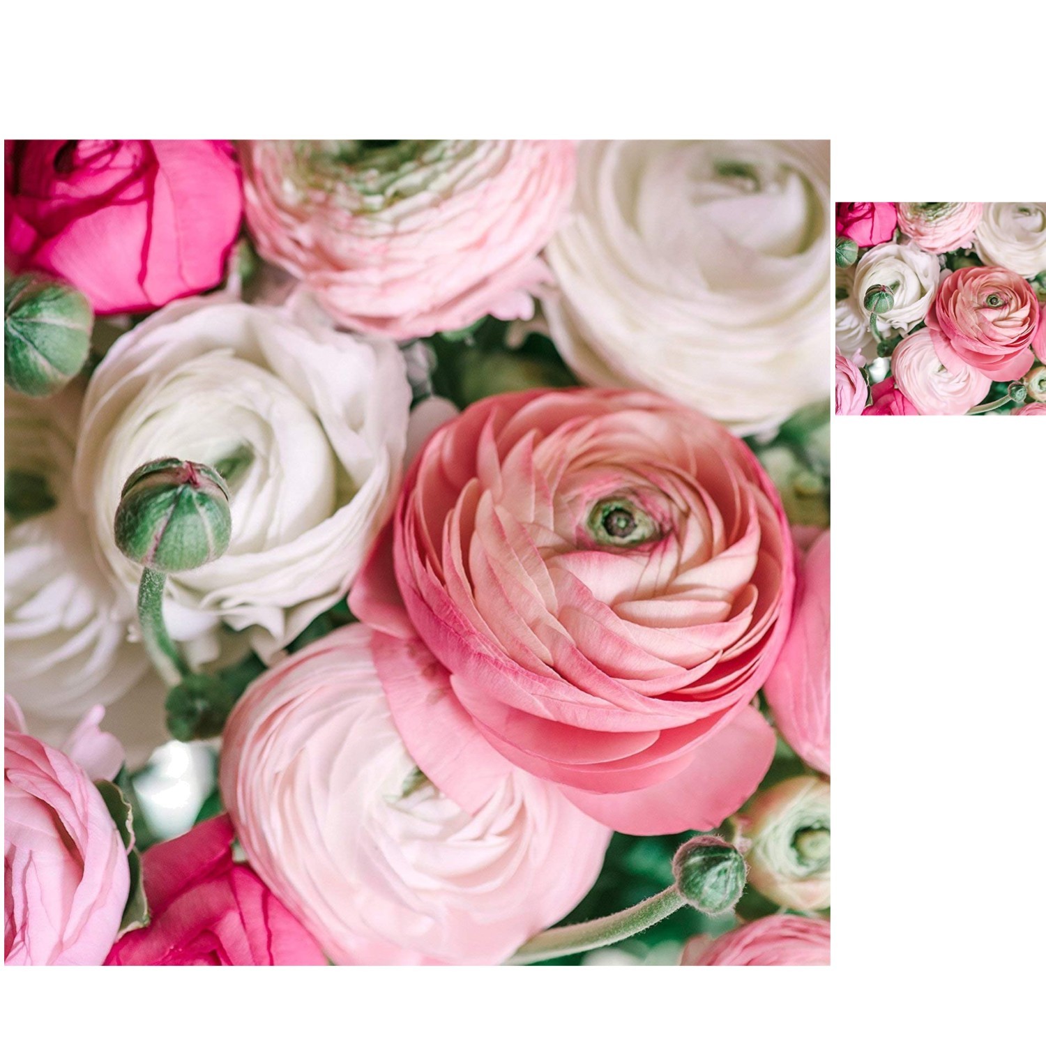 10 XL Heirloom Ranunculus Bulbs - Gorgeous Persian Buttercup Pastel Collection gallery