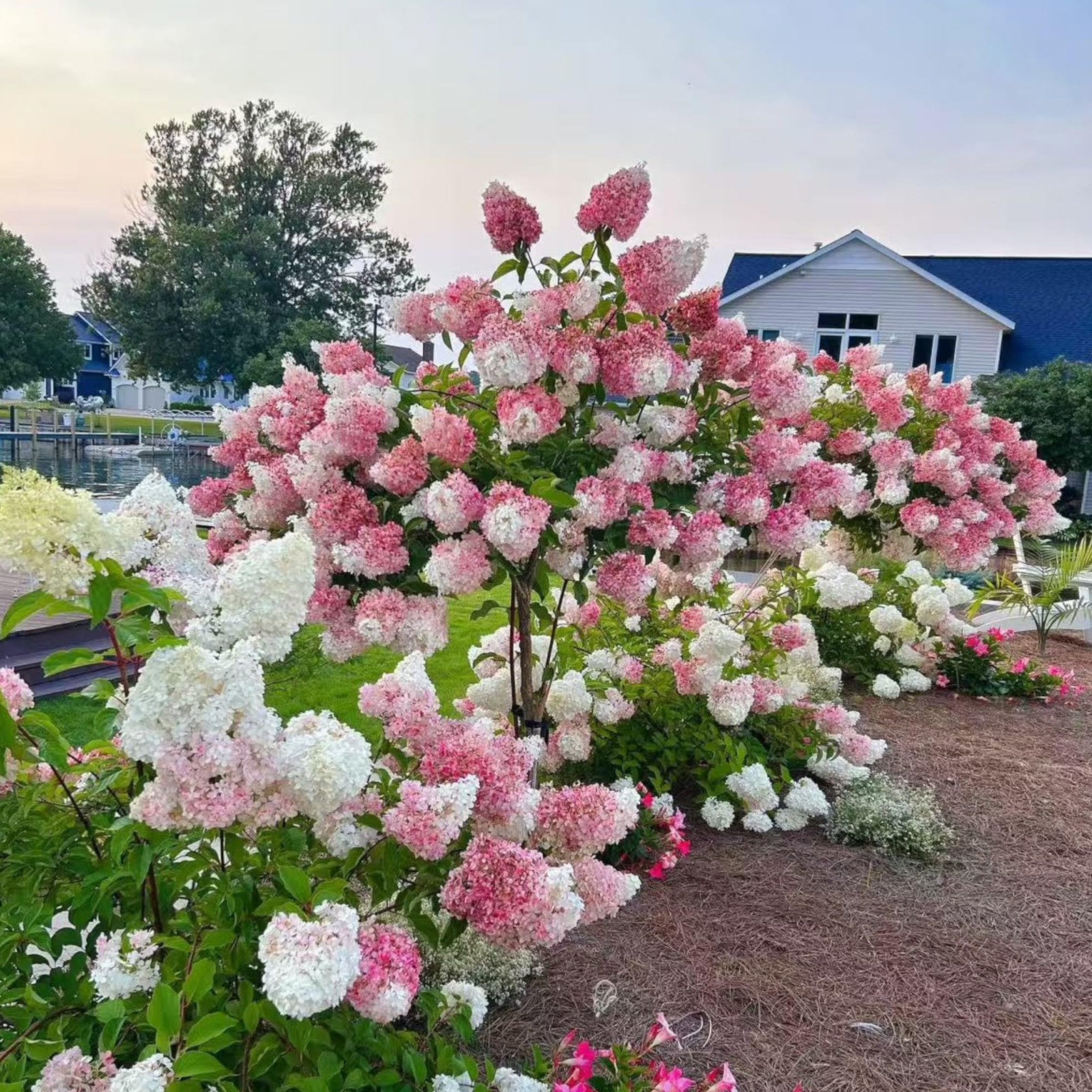 Pink and White Hydrangea Seeds Cone Bloom Variety for Garden Borders NYGardenia gallery
