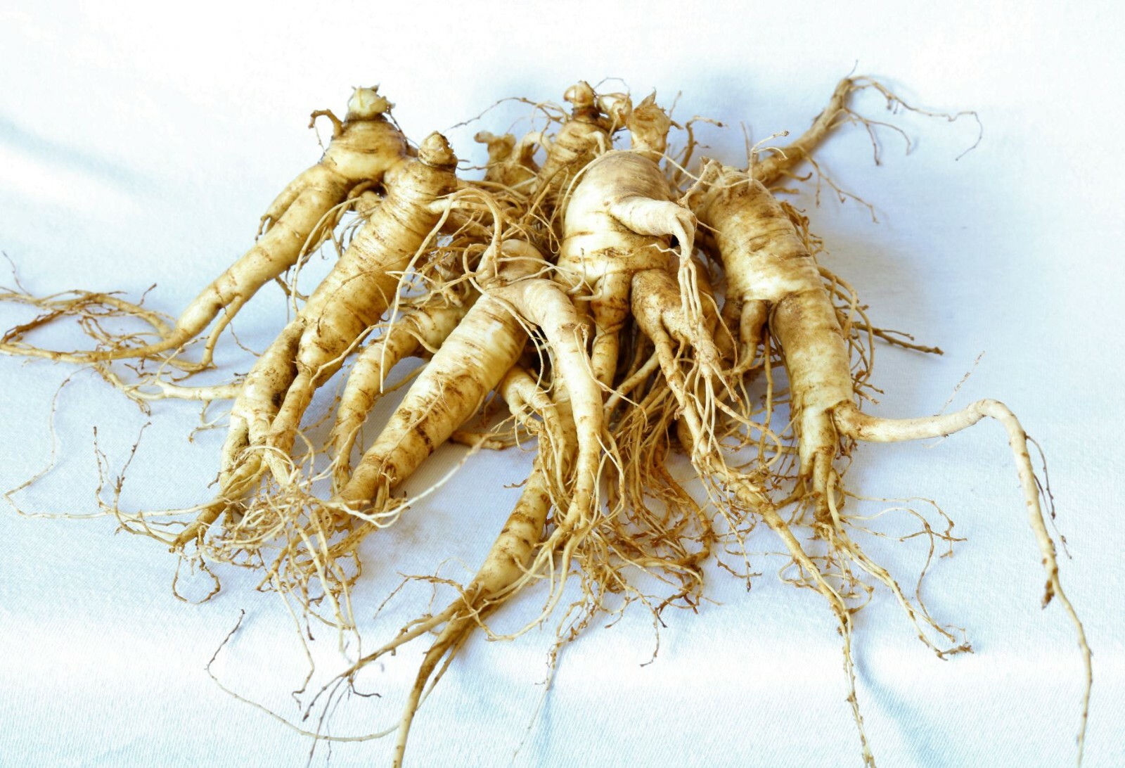 Ginseng Rootlets, Grow Your Own Wild Ginseng Seed from Root Stock! (3 Roots) gallery