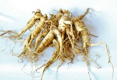Ginseng Rootlets, Grow Your Own Wild Ginseng Seed from Root Stock!(10 Big Roots)