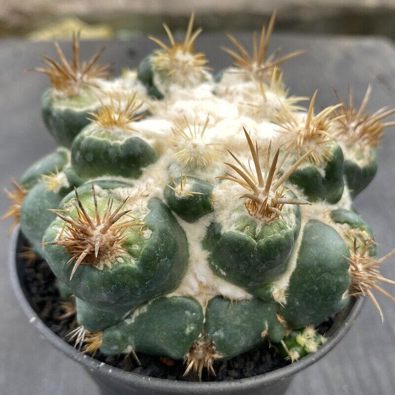 Cactus Succulent Plants Coryphantha Elephatidens Hybrid Beautiful Cactus 6-7CM gallery