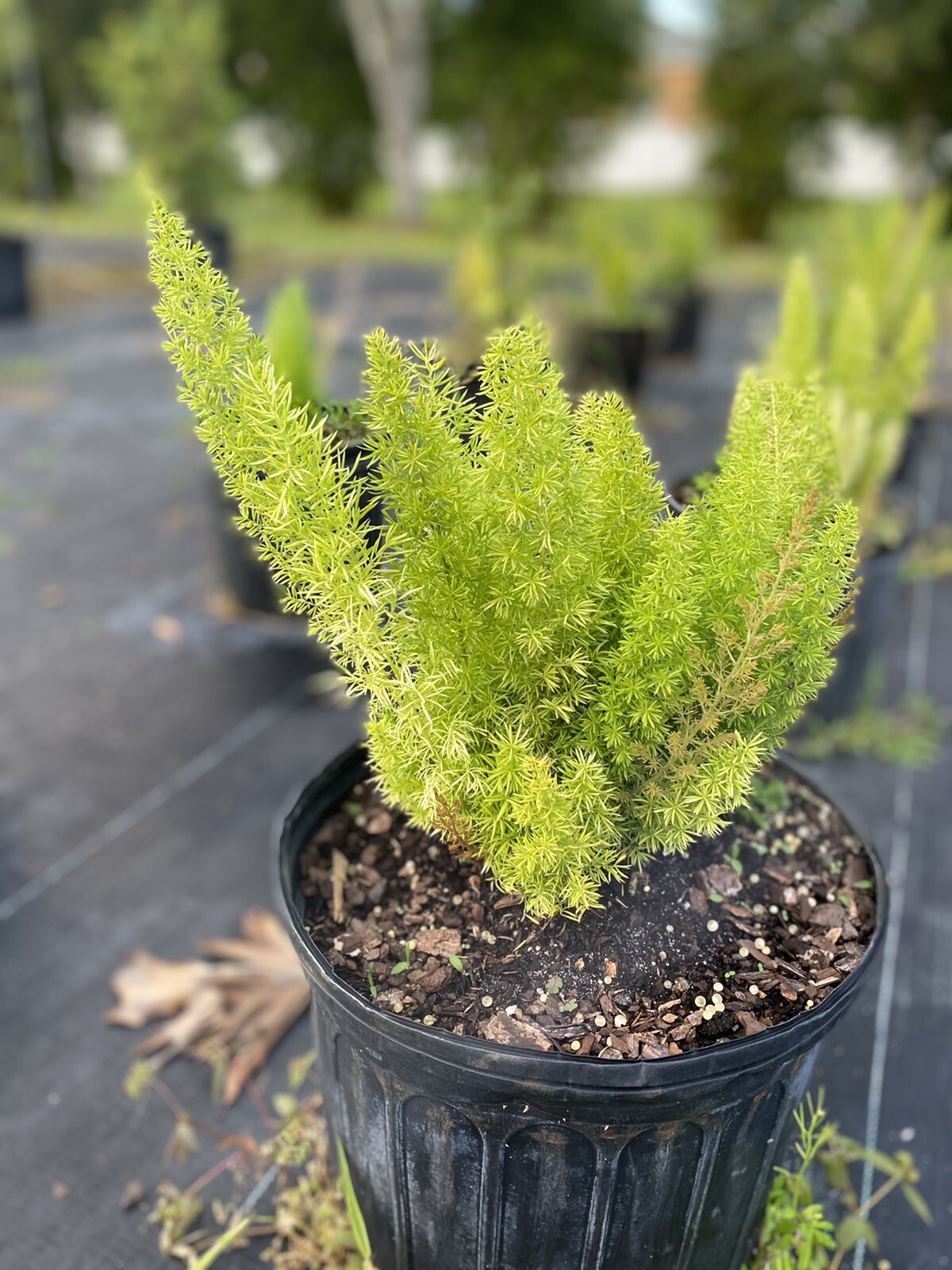 Foxtail Fern - Live Plants - Asparagus Densiflorus Myers - Tropical Groundcover gallery