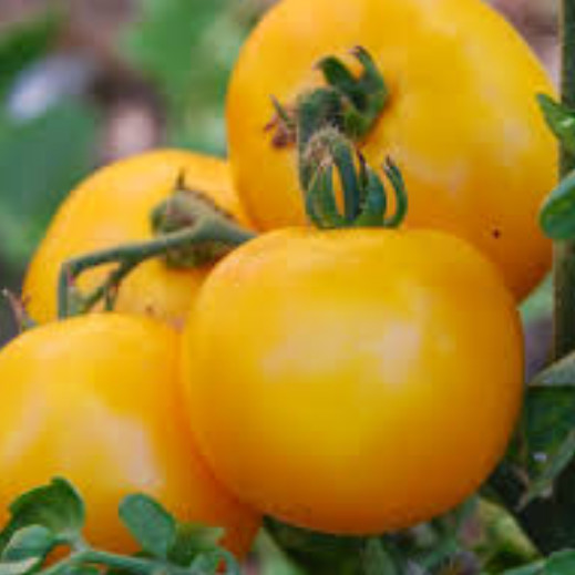Mountain Gold Tomato Seeds | Heirloom / Non-GMO | Free Shipping | 1038 gallery