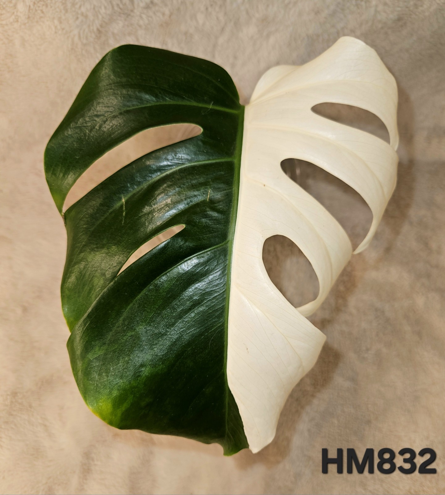Highly Variegated Monstera Albo Premium Cutting gallery