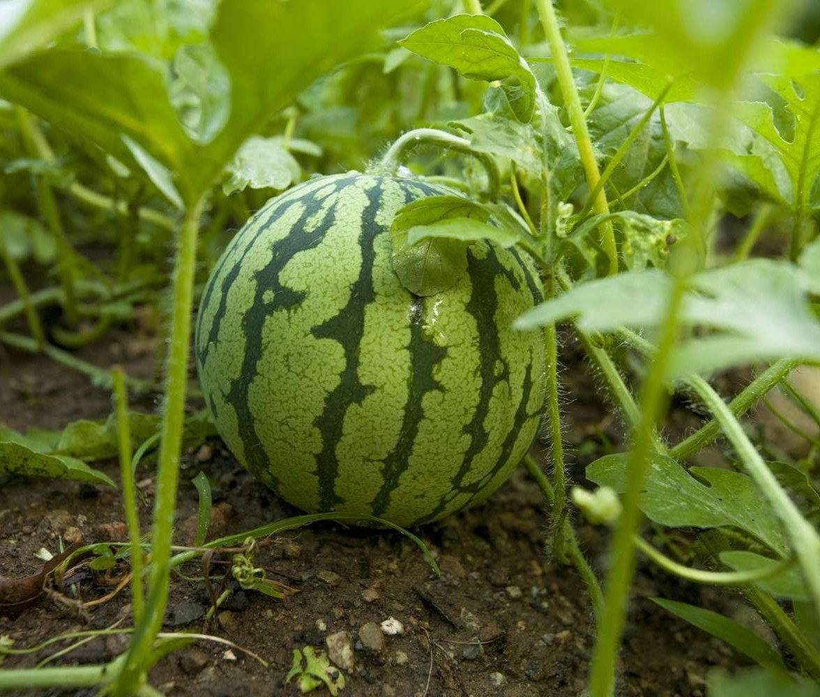50+ Mini Watermelon Seedss (Citrullus lanatus) For Planting gallery