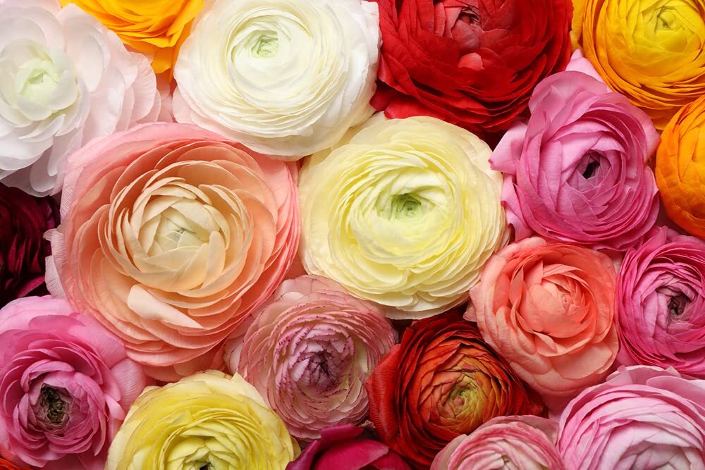 Dozen Mixed Peony Ranunculus Bulbs - Ships from Iowa - 12 Large Healthy Bulbs gallery