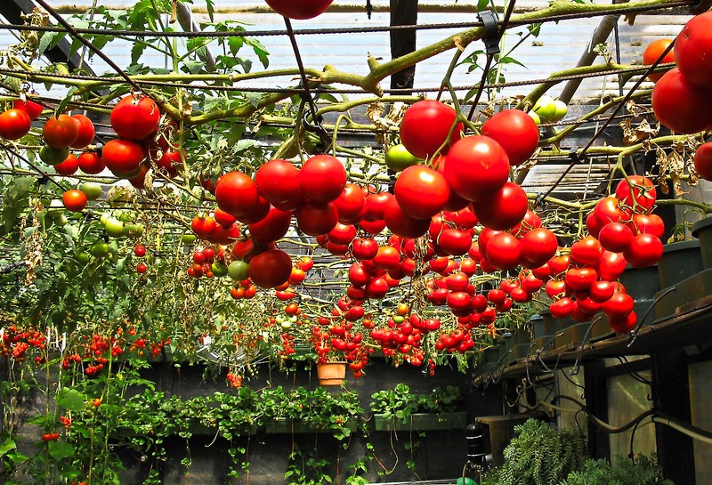 Seeds Tomato Tree Vegatable High Yield 30 kg Bush NON-GMO Organic Heirloom gallery