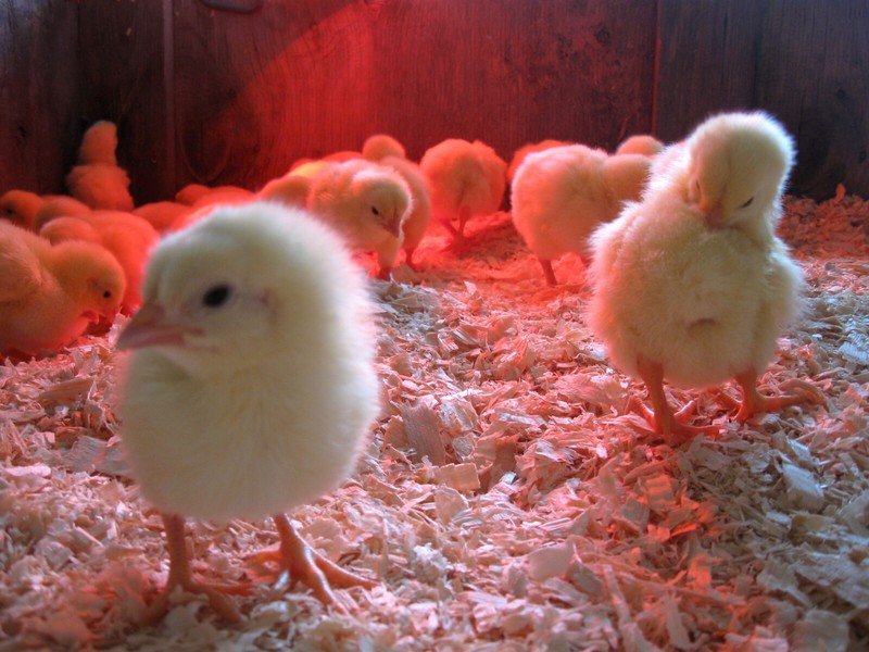 250W Watt Infrared Brooder Chicken Coop Hen House Red Heat Lamp R40 Medium E26 gallery