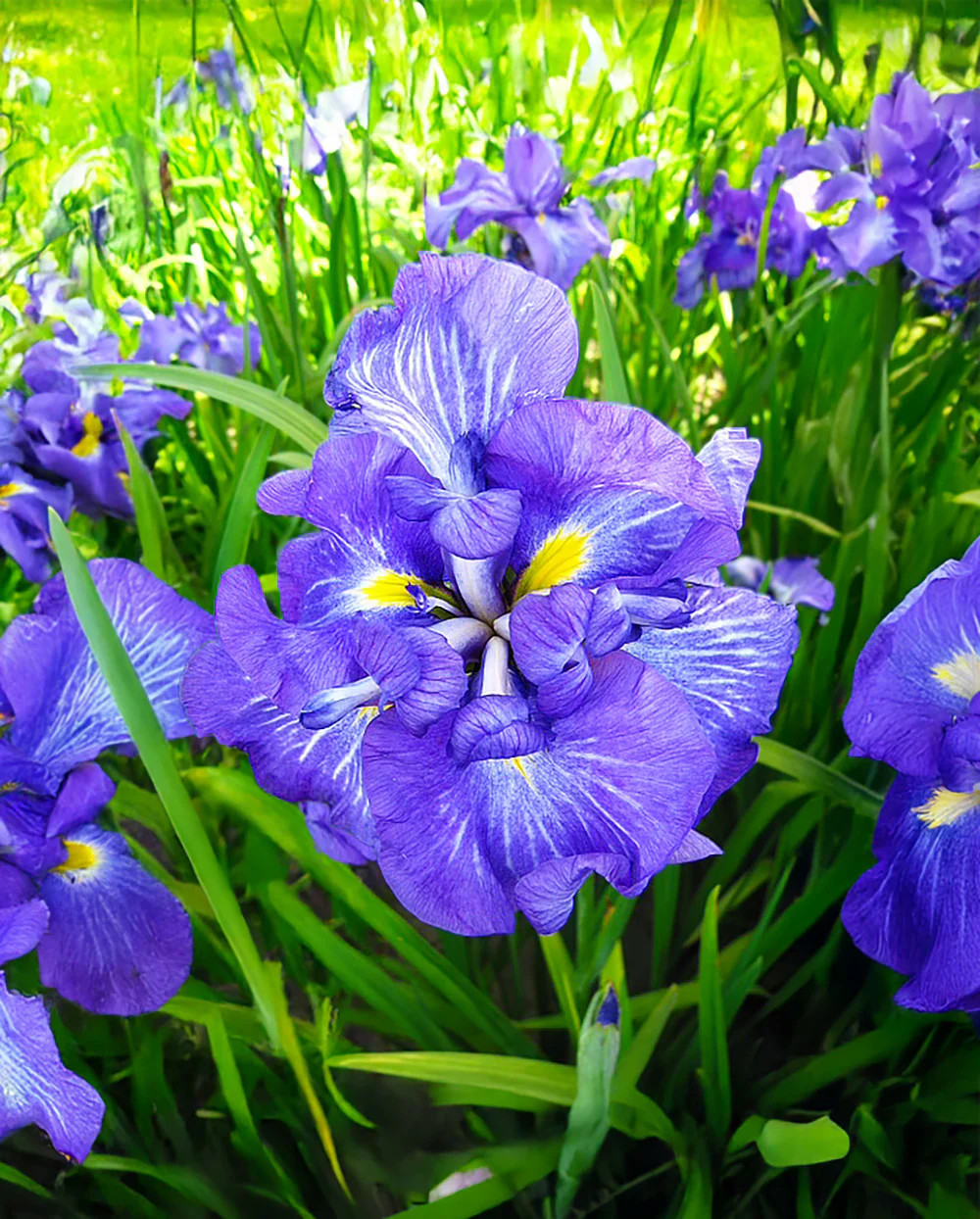 Electric Rays Japanese Iris - 3 root divisions gallery