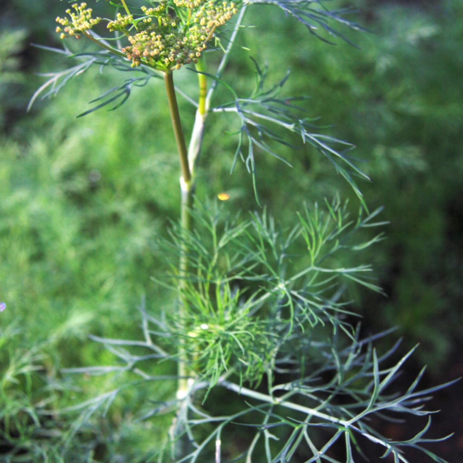 Mammoth Dill - Seeds - Organic - Non Gmo - Heirloom Seeds – Herb Seeds gallery