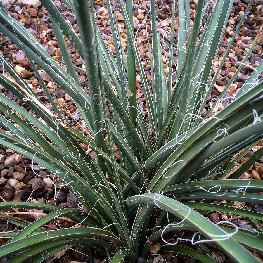 Hesperaloe parviflora ‘Yellow’ (False Yellow Yucca) COLD HARDY zone 5! gallery