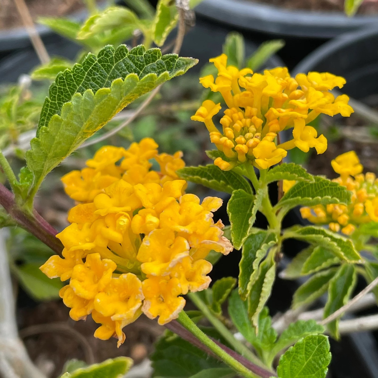 Lantana Spreading Gold Rooted Starter Plant BUY 2 GET 1 FREE gallery