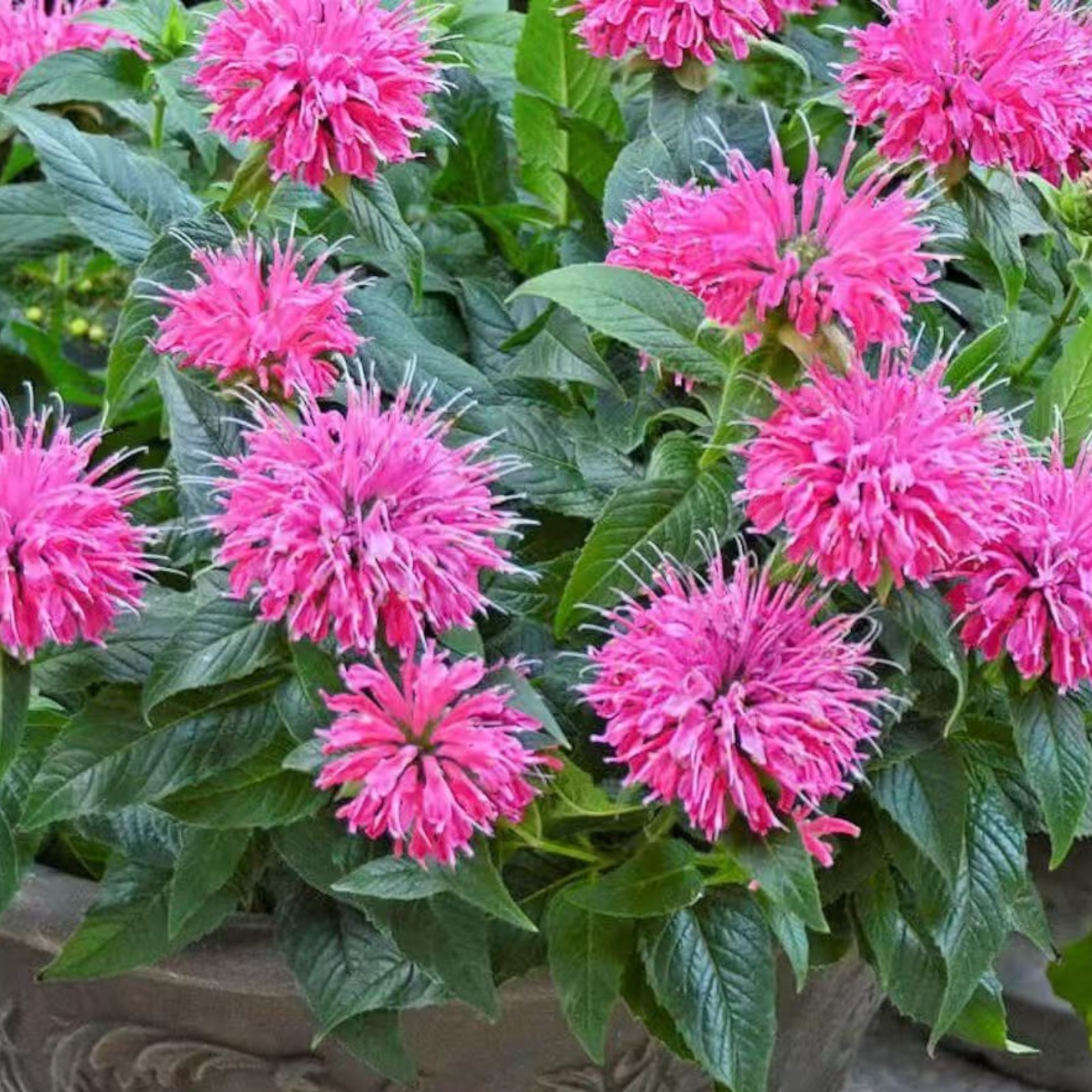 1000 Pink Bee Balm Seeds Monarda – Perennial Flower for Pollinators Zones 4–9 gallery