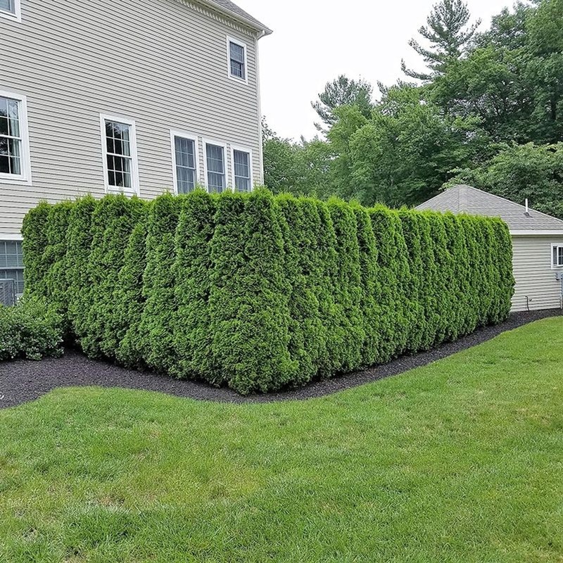 20 Emerald Green Arborvitae Starter Plant - Thuja occidentalis gallery