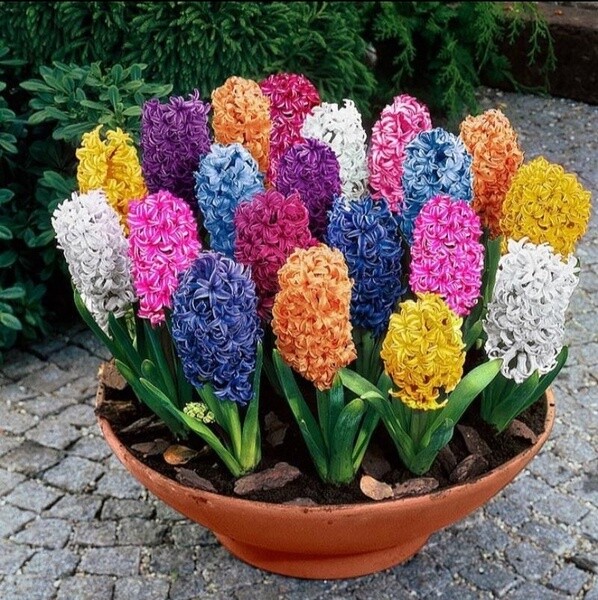 Unique Flowers gallery