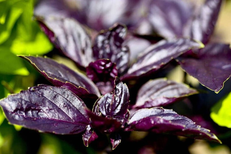500 + DARK OPAL BASIL SEEDS -- Herb -- Heirloom - Organic - NON GMO -- FRESH gallery