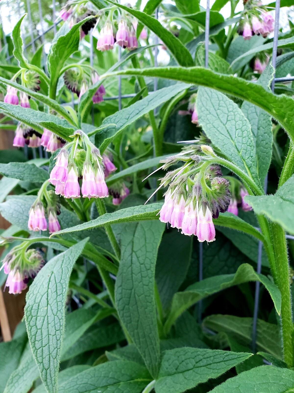 5 organic COMFREY Bocking 14 plants [not just roots] Healthy & Healing Herb gallery