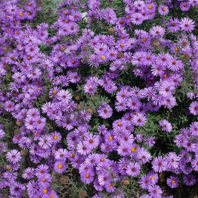 NEW ENGLAND ASTER SEEDS (Aster novae-angliae) | 500 Seeds , Perennial - USA gallery