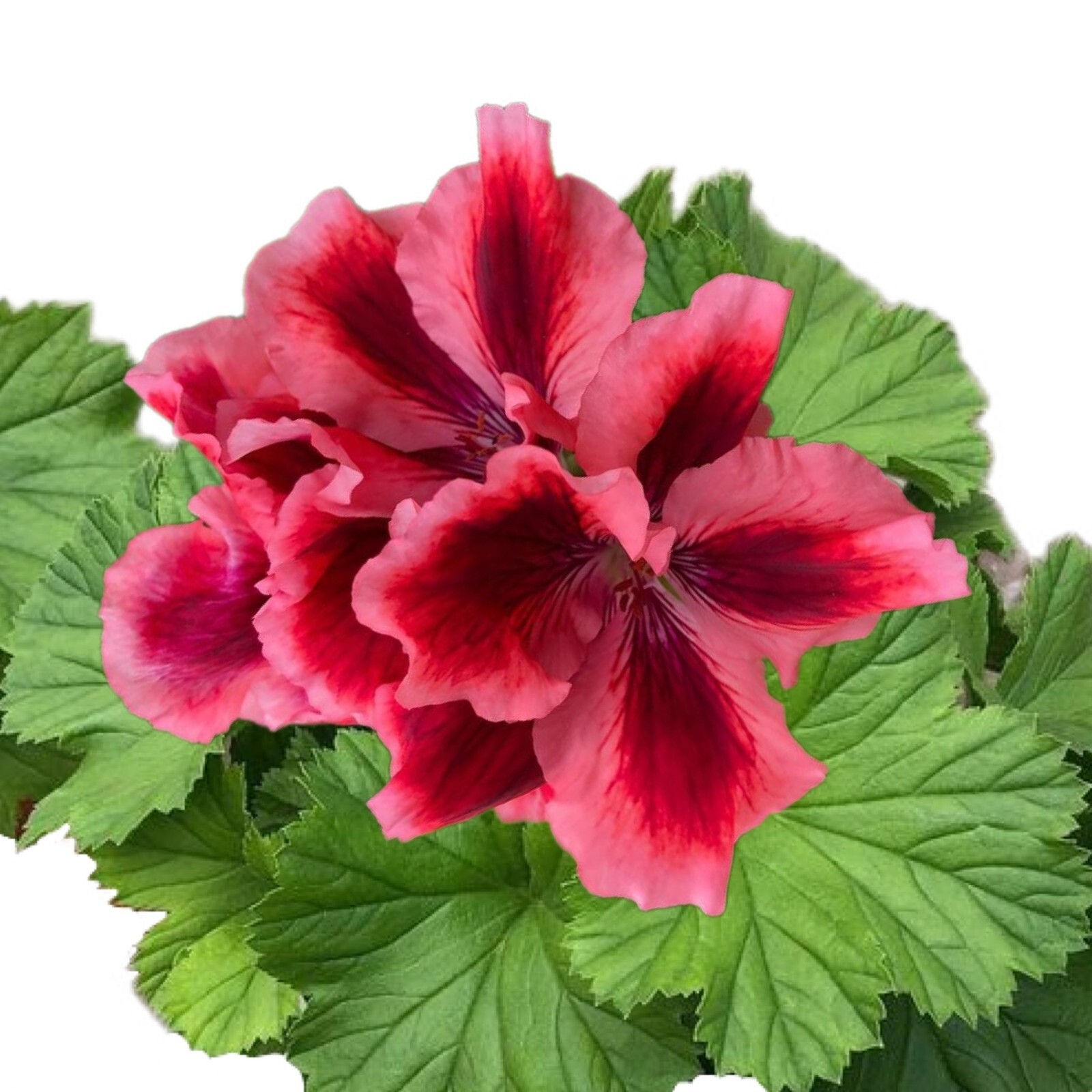 Packet Geranium Seeds - Fragrant - 100 Seeds gallery