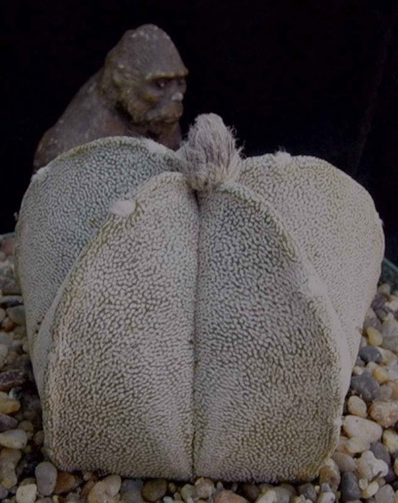 Astrophytum coahuilense succulent cactus gallery