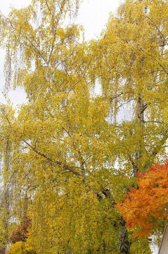 Weeping White Birch Tree - 1 Gram (500+ Seeds) 2023 - Yellow Leaves White Bark gallery