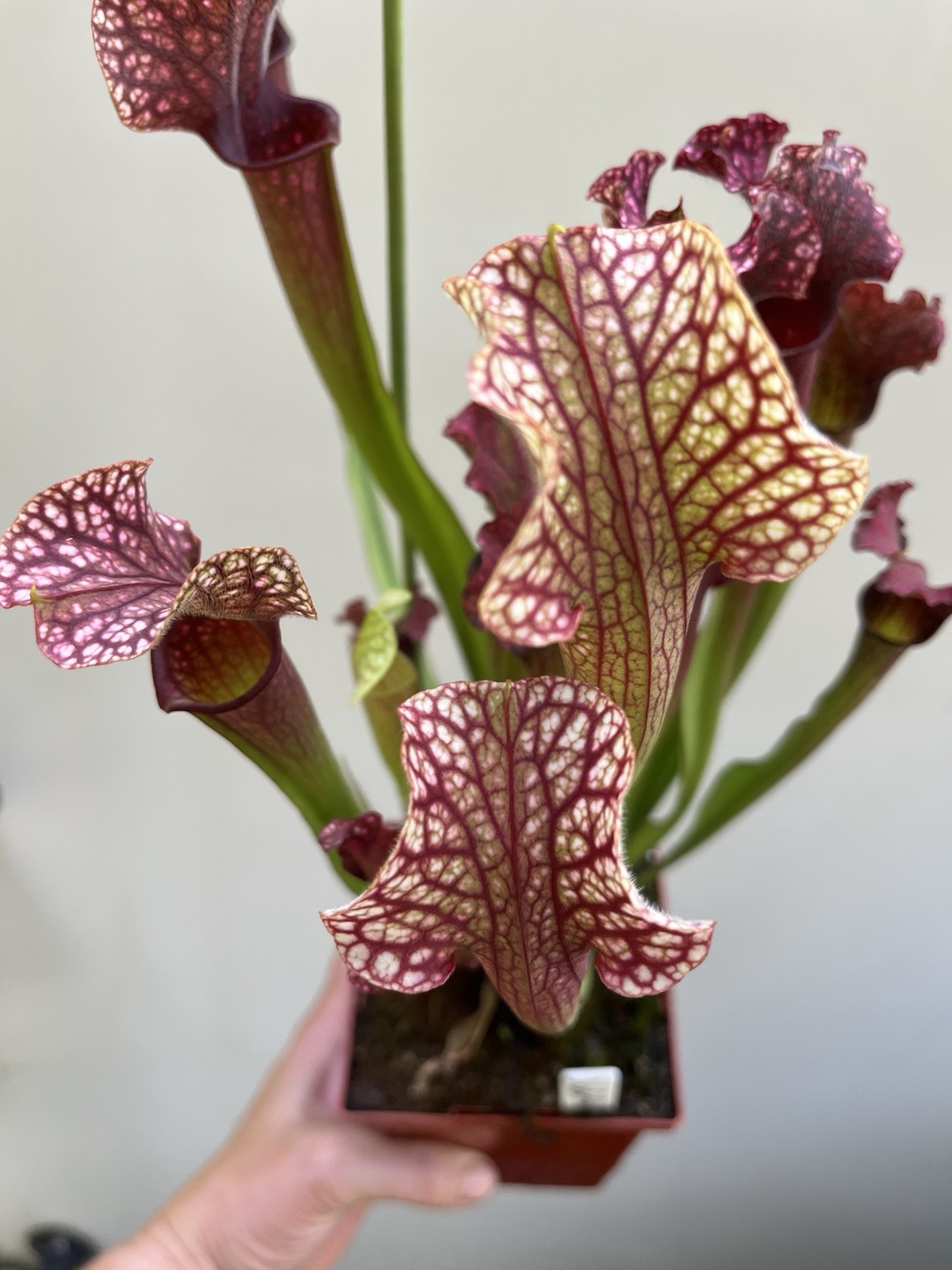 Sarracenia Judith Hindle Small Live Potted North American Pitcher Plant gallery