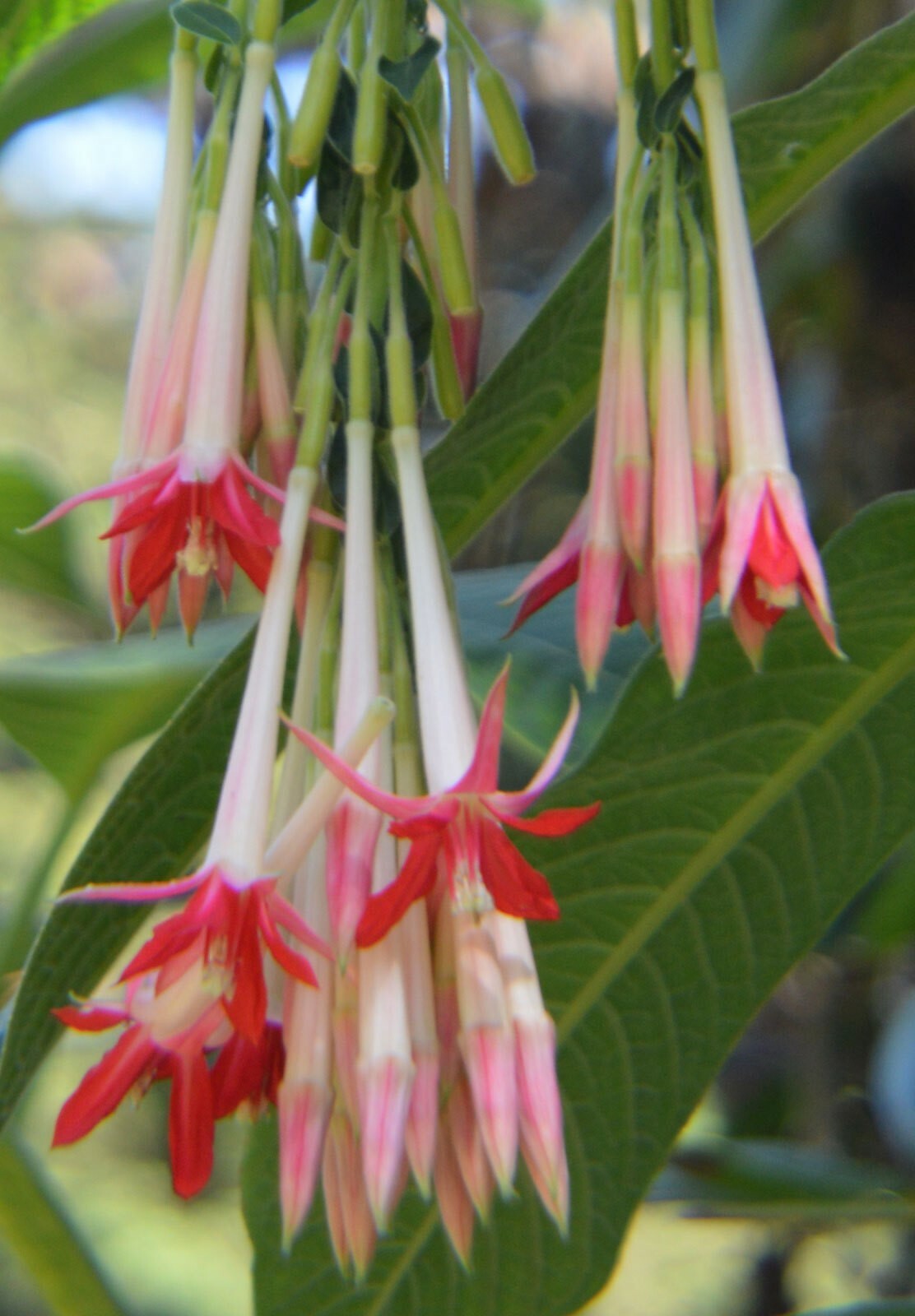 Fuchsia boliviana Alba | 100_Seeds gallery