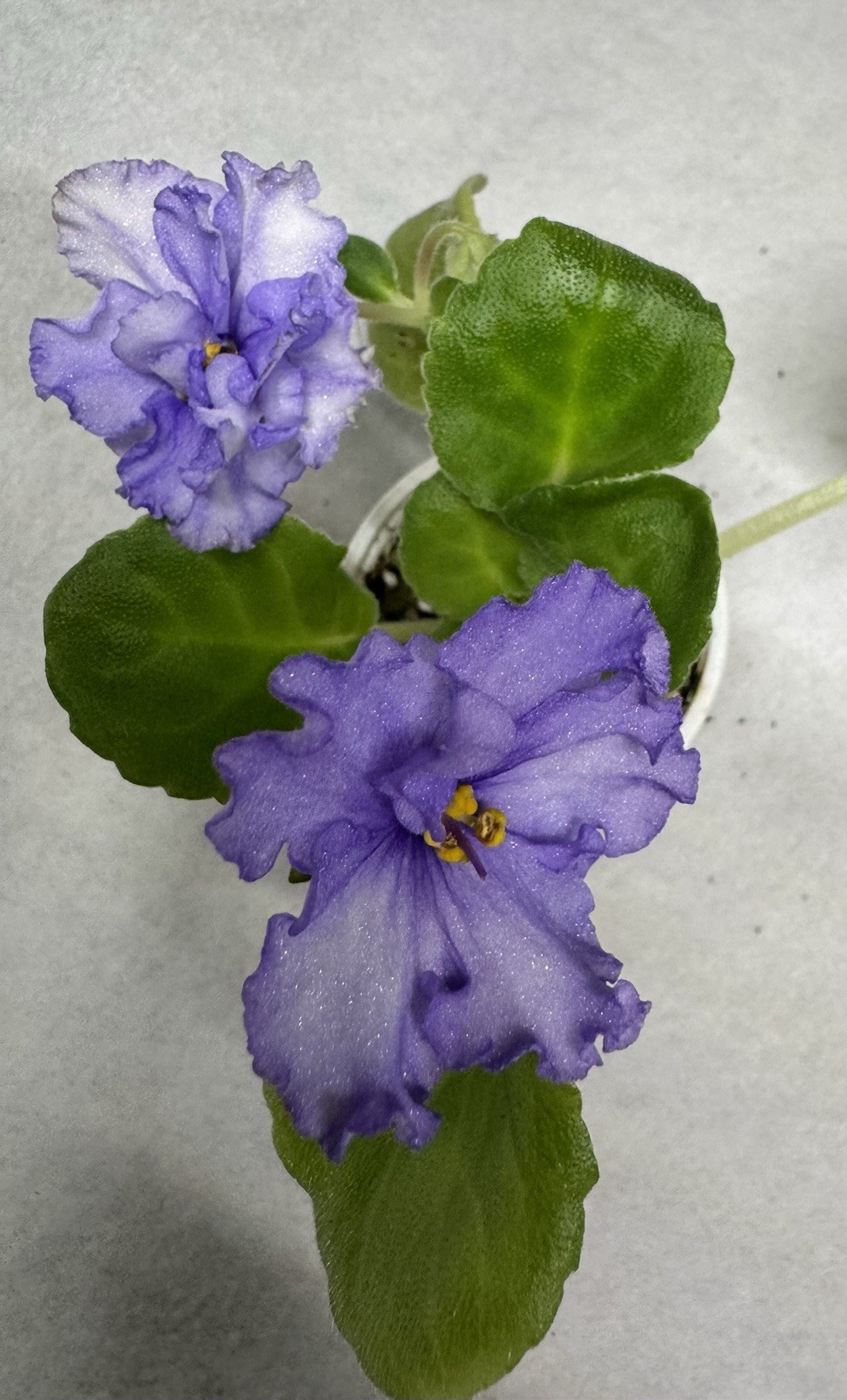 African Violet Silk Art Starter gallery