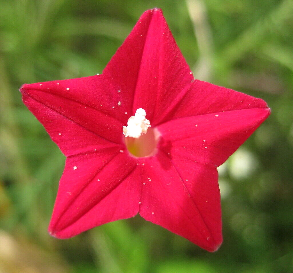 50+ CARDINAL CLIMBER SEEDS HUMMINGBIRD VINE RARE BEES FLOWER BLOOMS TRELLIS USA gallery