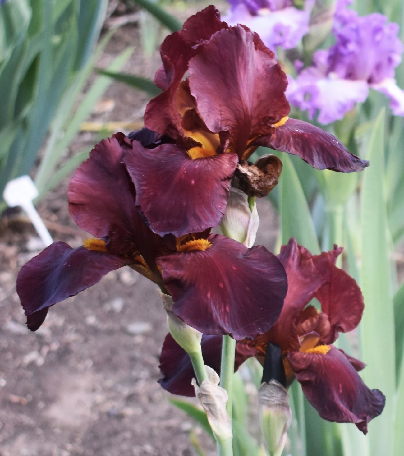 'Caliente' Tall Bearded Iris Rhizome PRE-SALE to Ship Aug/Sept gallery