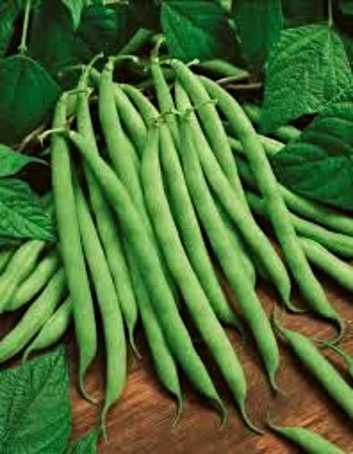 Kentucky Wonder Pole Bean Seed , 1 lb., Heirloom, Open Pollinated, USA Grown gallery