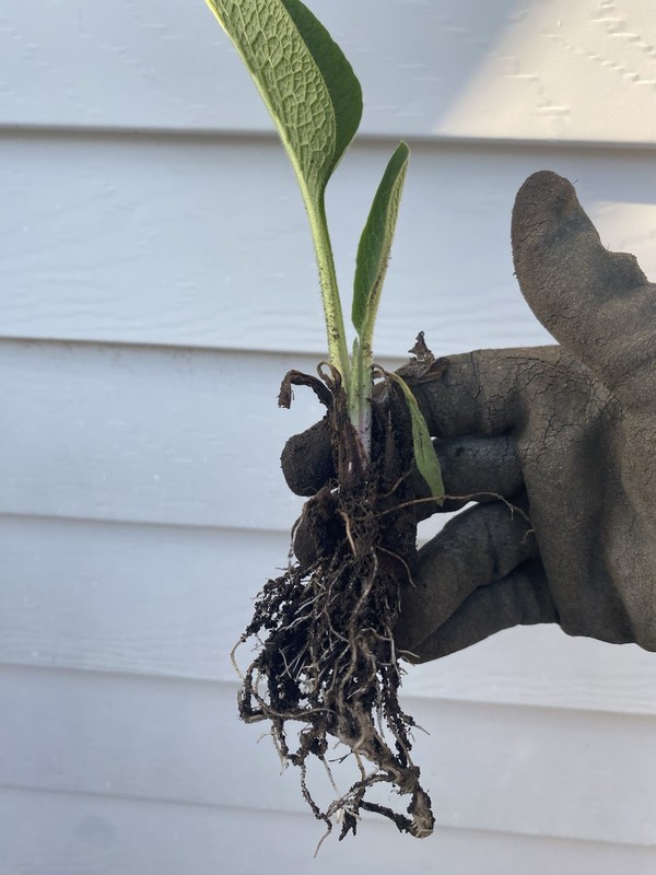 Comfrey Bocking 14, (2) two Established Root Cutting.Shipped Bare Root READ gallery
