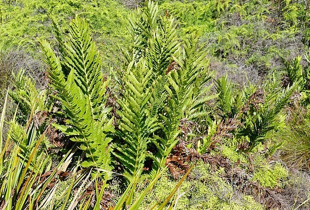 Todea barbara | King Fern | 100 Spores gallery