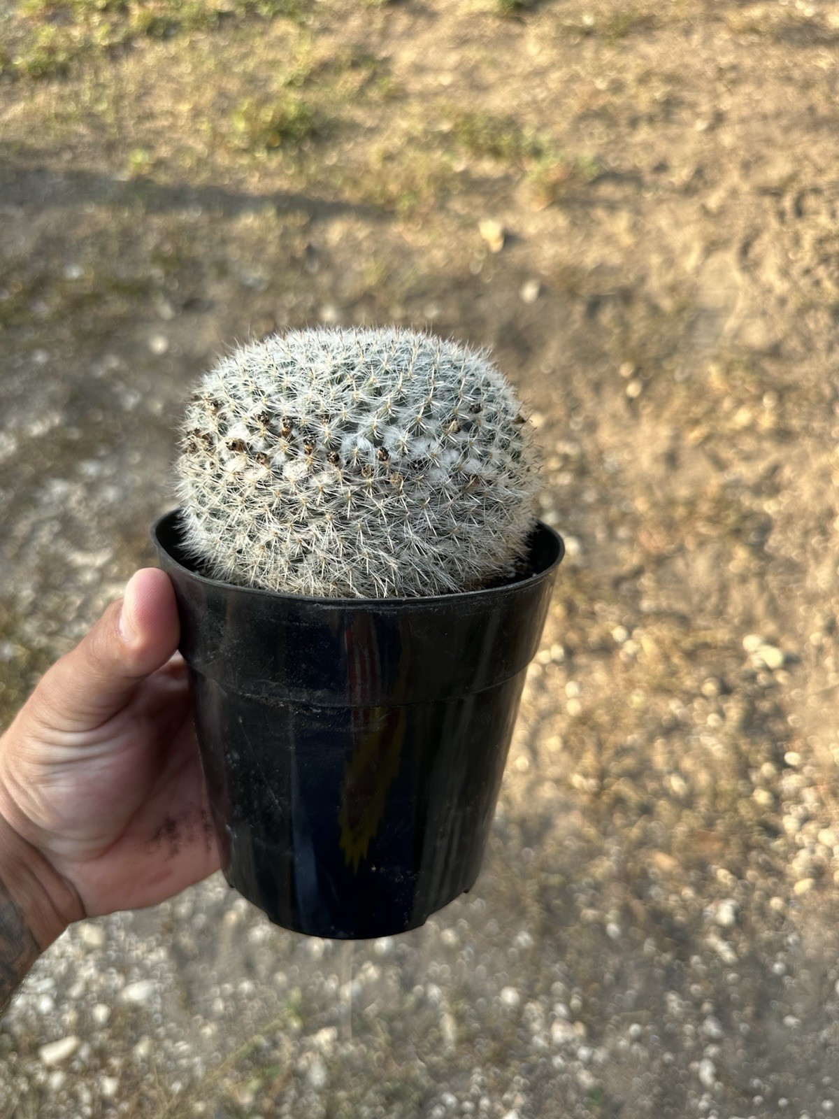 Mammillaria Hahniana 5 In Pot Fully Rooted gallery