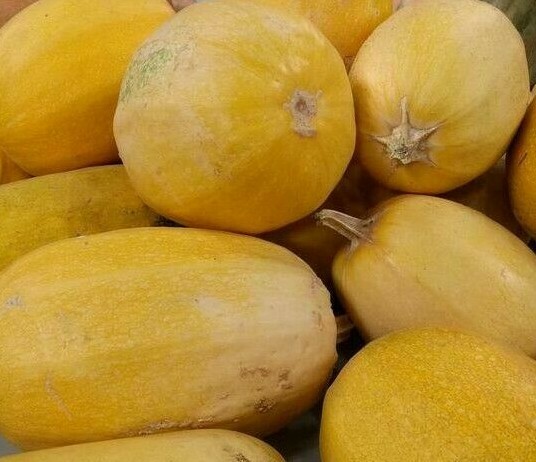 SPAGHETTI SQUASH SEEDS 20+ WINTER SQUASH garden Vegetable NON-GMO FREE SHIPPING gallery