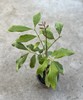 Longan Tree Dimocarpus Dragon Eye 10” With Pot Tropical Fruit Live Plant gallery