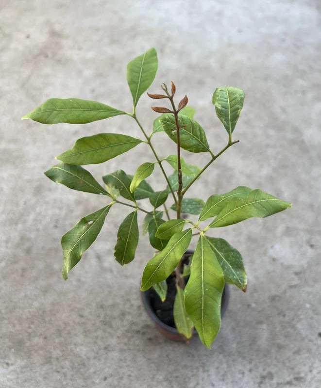 Longan Tree Dimocarpus Dragon Eye 10” With Pot Tropical Fruit Live Plant gallery