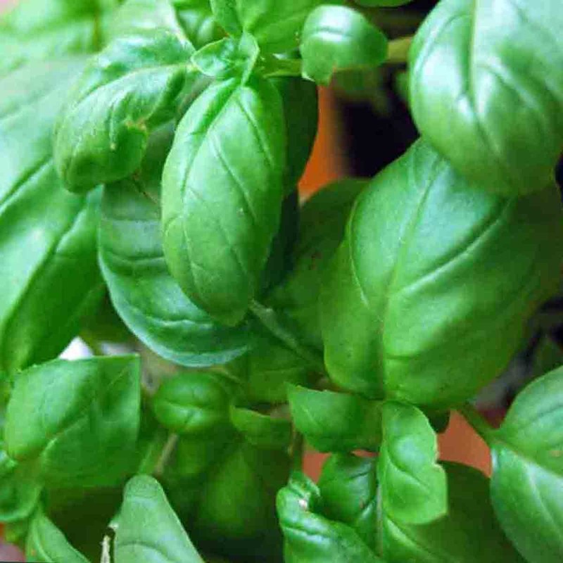 3000+ BASIL SEEDS SPRING LARGE LEAF HERB HEIRLOOM GARDEN MOSQUITO REPELLENT USA gallery