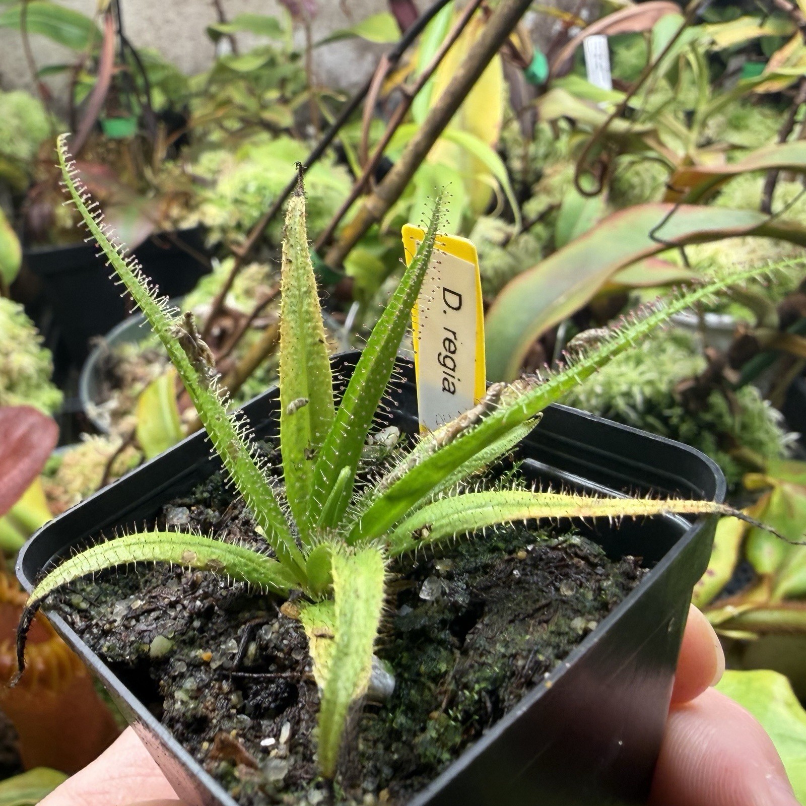 Drosera Regia Carnivorous King Sundew Strong Grower Large Species gallery