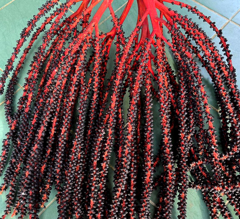 Cyrtostachys renda Fresh Seeds Sealing Wax Palm Lipstick Palm Tree Seeds gallery