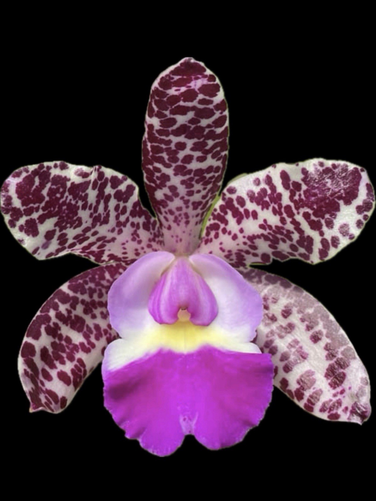 Cattleya Summer Spot x C. Small World Orchid Plant gallery
