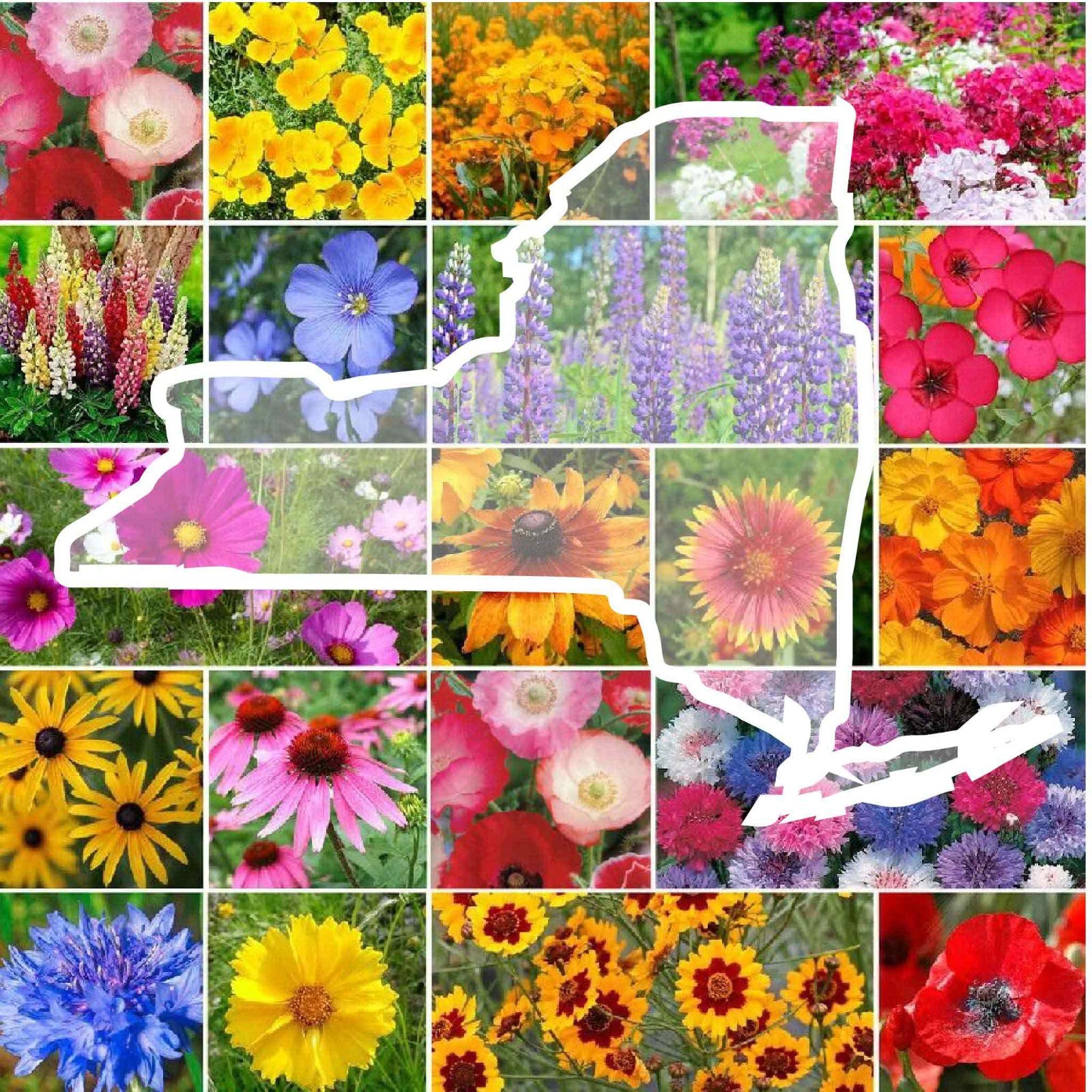 Wildflower NEW YORK State Flower Mix Perennials Annuals USA Non-GMO 1000 Seeds gallery