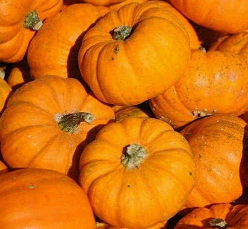 PUMPKIN SEEDS 20+ JACK BE LITTLE VEGETABLE garden DECORATIVE FREE SHIPPING gallery