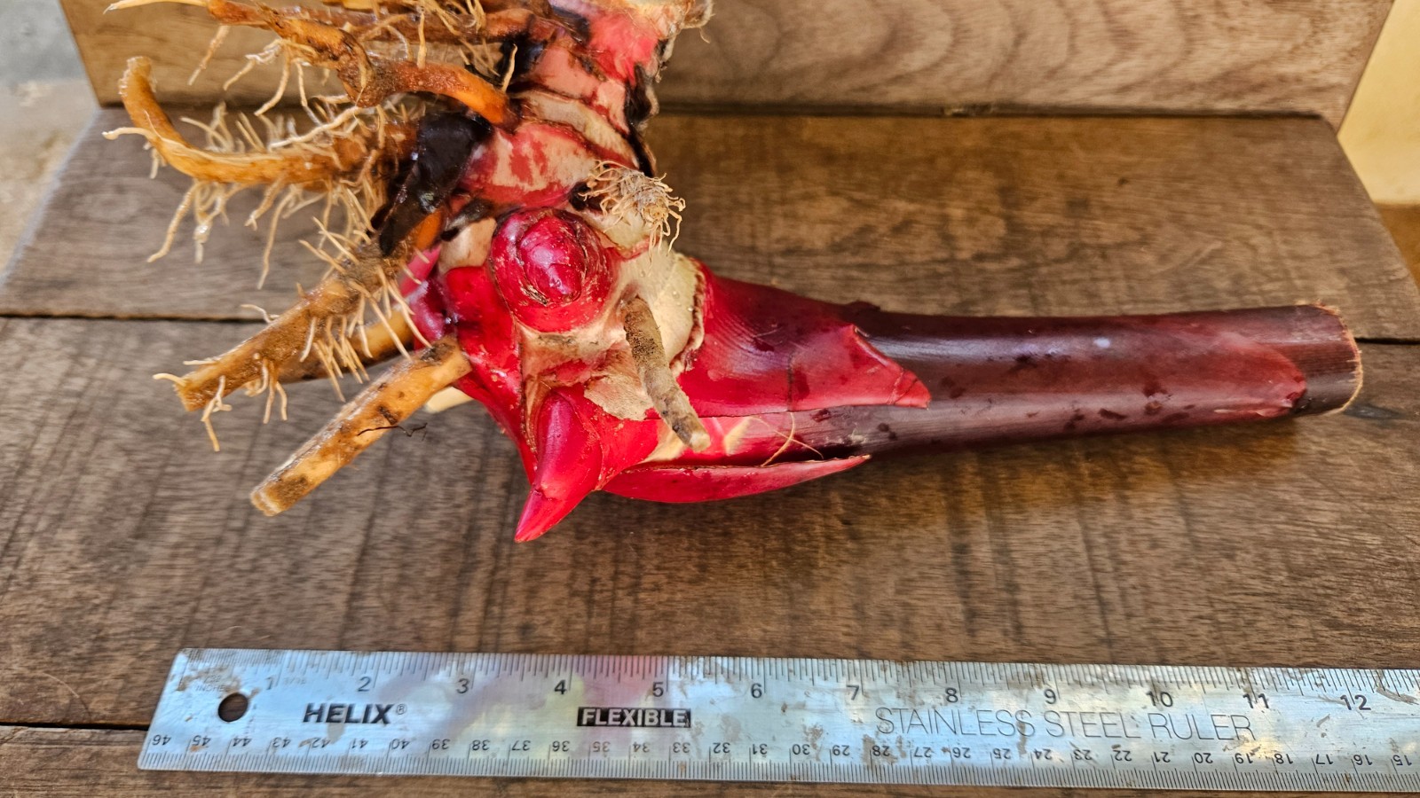1 Fresh Red torch ginger rhizomes, Etlingera elatior exotic Flower gallery