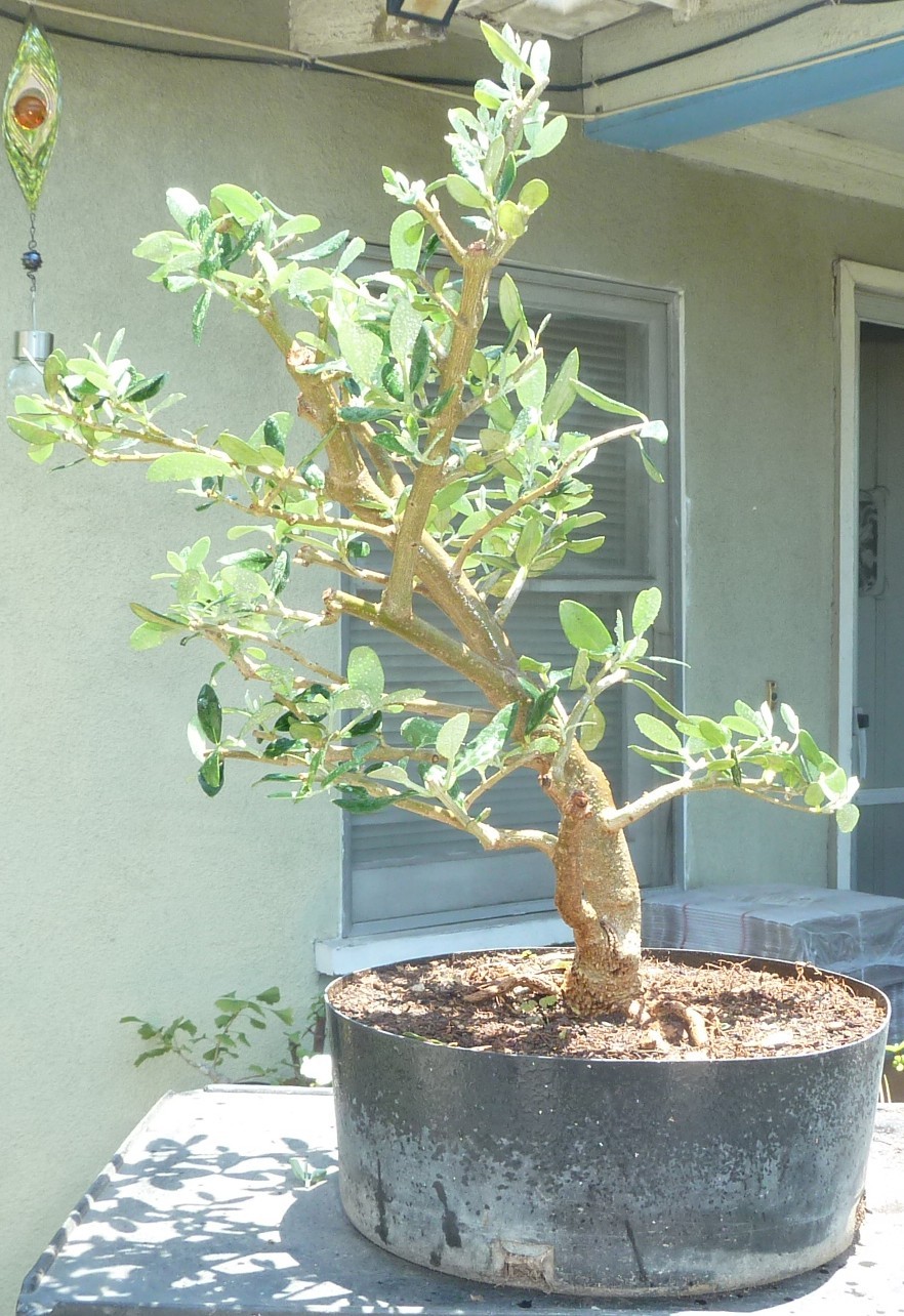 Olea Europaea Olive Pre Bonsai Raft Dwarf Kifu Fat Trunk Nice Nebari gallery