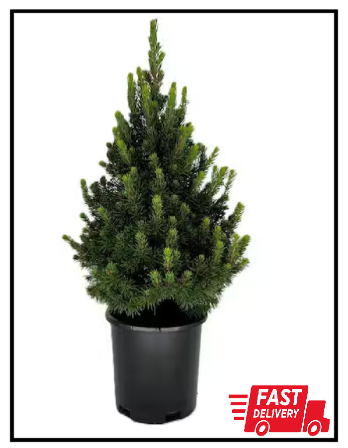 2.5 Qt. Dwarf Alberta Spruce Tree – Live Evergreen for Garden or Landscape