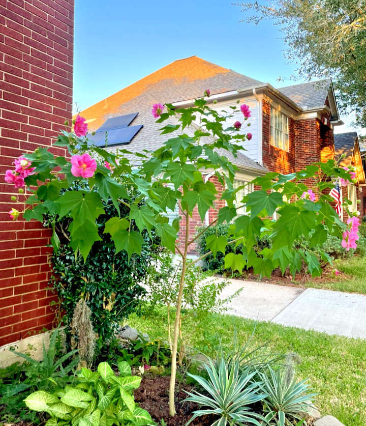 Tri Color Confederate Rose - Hibiscus mutabil (pink White) Two rooted plant gallery