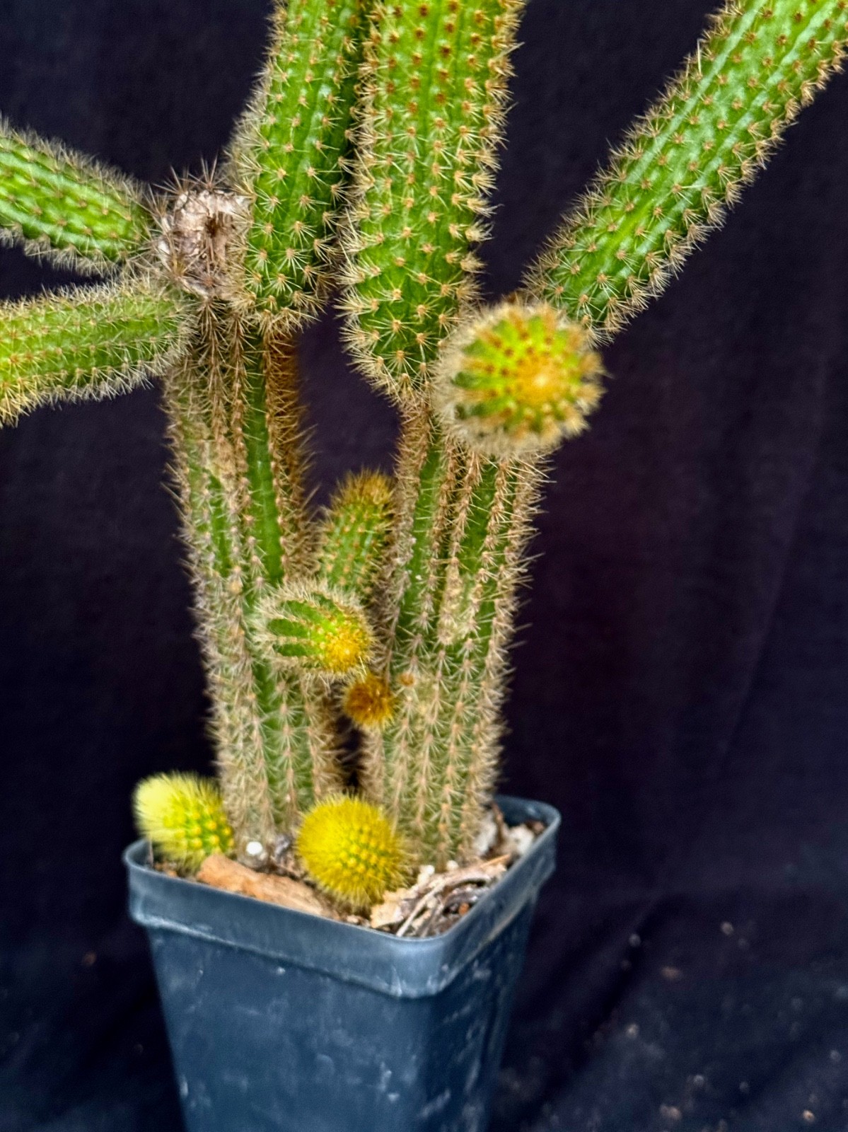 Winterocereus aureispinus, "Monkey tail" cactus plant gallery