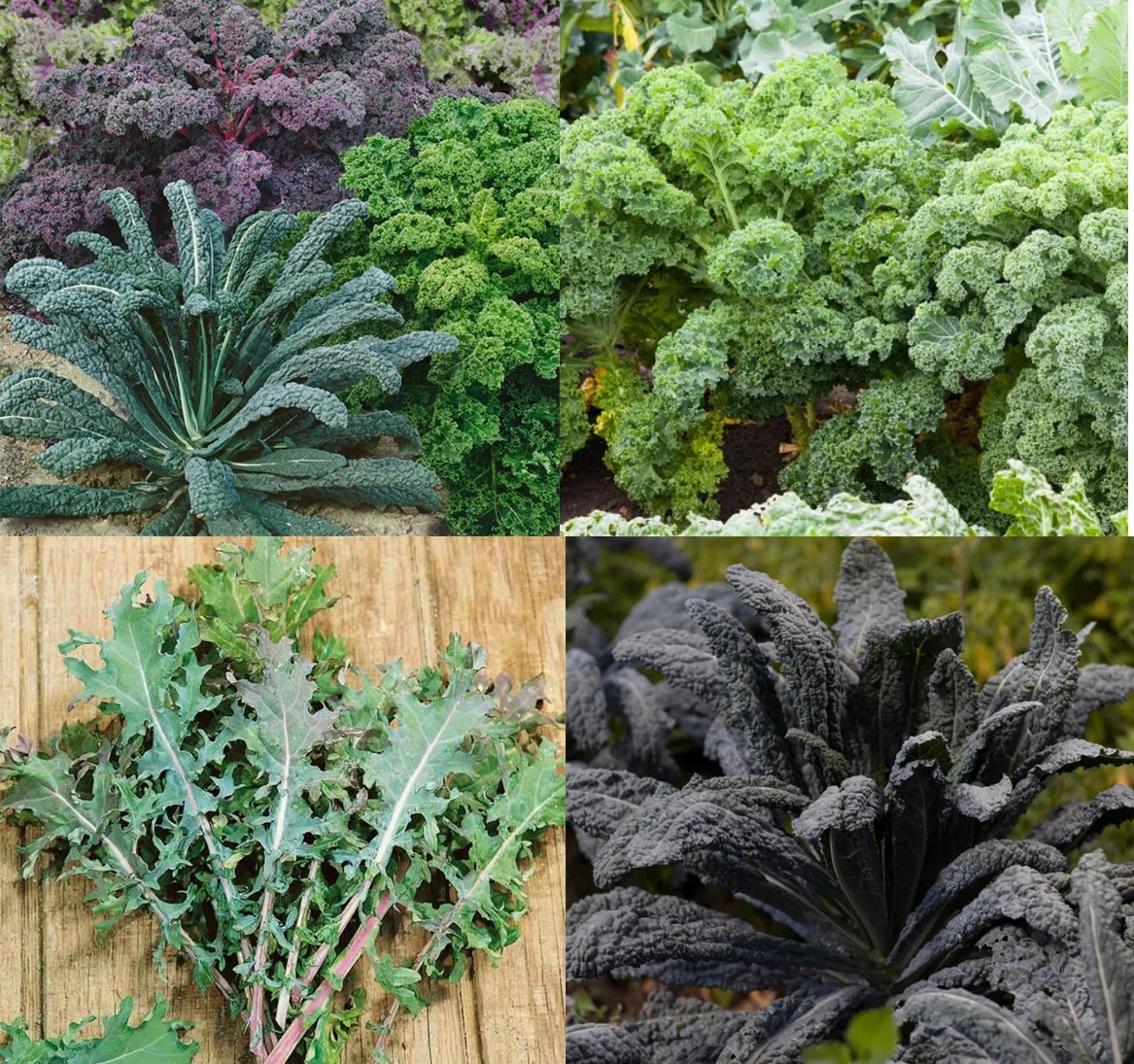 200+ KALE GARDEN BLEND SEEDS -- COLORFUL MIX -- MICROGREENS gallery